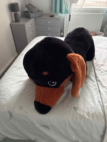 Photo of free Stuffed toy dog (NG8) #1