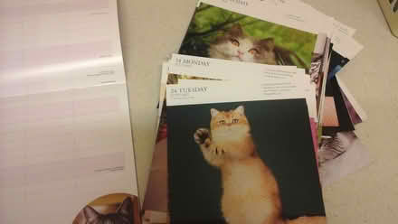 Photo of free Cats Protection family organiser (Shawlands) #4