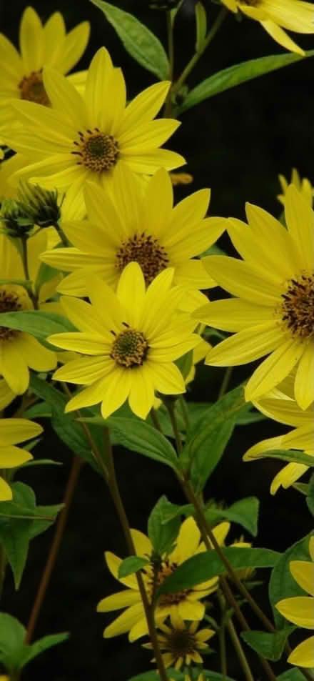 Photo of free Chunks of big yellow daisy (Penrith CA11) #1