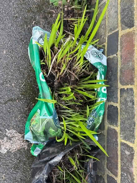 Photo of free Crososmia (Stirchley B30) #2