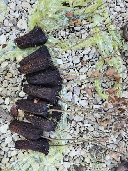 Photo of free Beech saplings x9 (East Oxford, OX4) #1