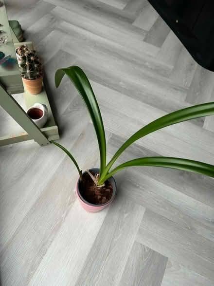 Photo of free Amaryllis bulb (Near Cameron Toll EH16) #1