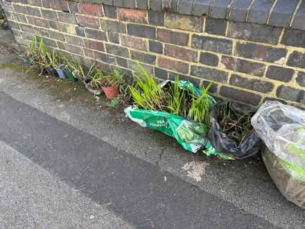 Photo of free Crososmia (Stirchley B30) #1