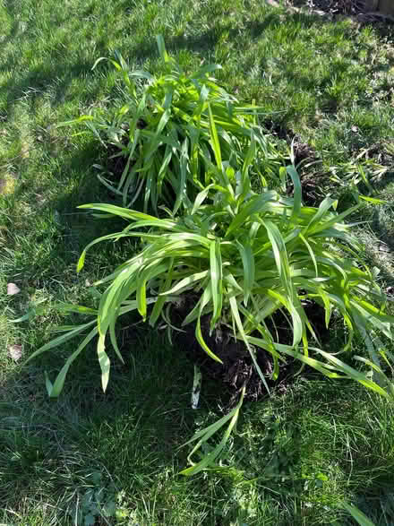 Photo of free Daylilies (Booker HP12) #1