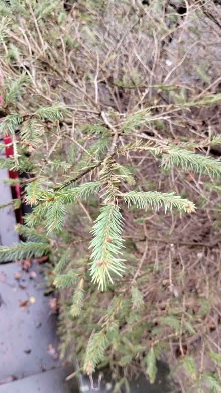Photo of free Tree (red spruce, looks like a Christmas tree) (Lowfield S2) #3