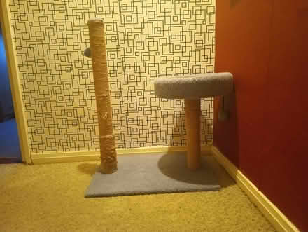 Photo of free Cat donation (Dublin 5) #2