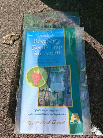 Photo of free Raspberry Beetle Traps (Kingston Park) #1