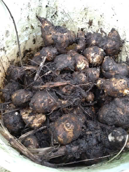 Photo of free Jerusalem artichoke tubers for growing (Knighton LD7) #1