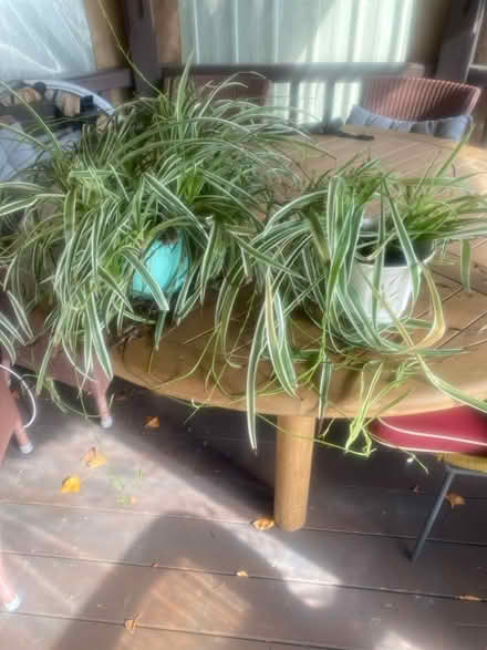 Photo of free Spider plants with pots (Whitemans Green RH17) #1