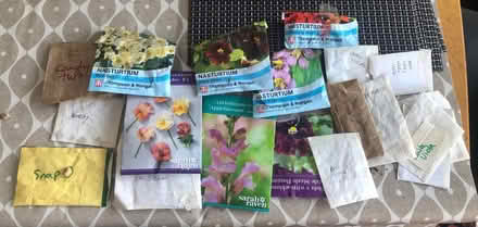 Photo of free Lots of Seeds including Echium (South Malling BN7) #1