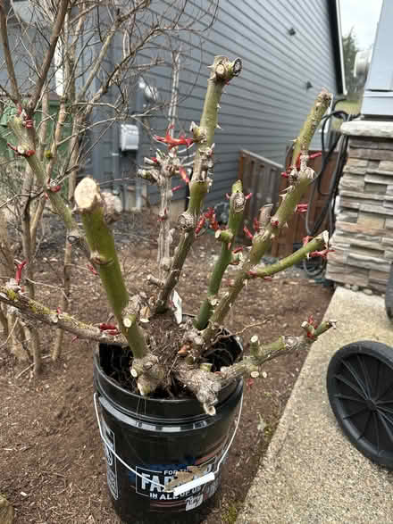 Photo of free Bare root Rose bush (Newbeg) #2