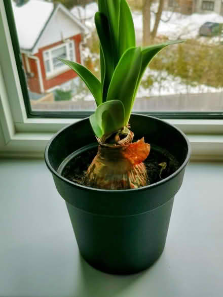 Photo of free Adopt an Amaryllis (Dow’s Lake) #1