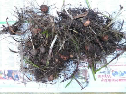 Photo of free crocosmia corms (Bray Seafront) #1