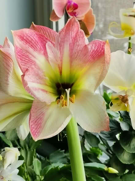 Photo of free Adopt an Amaryllis (Dow’s Lake) #2