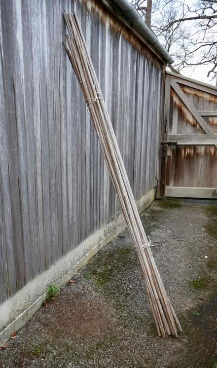 Photo of free Bamboo canes (Freshford) #1