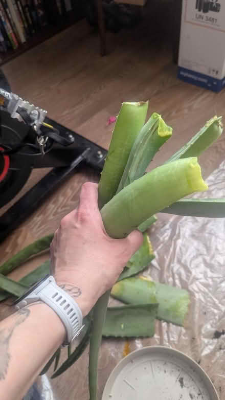 Photo of free Aloe vera leaves (Bradford BD4) #2