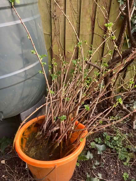 Photo of free 25+ Blackcurrant starter bushes (Glastonbury BA6) #1