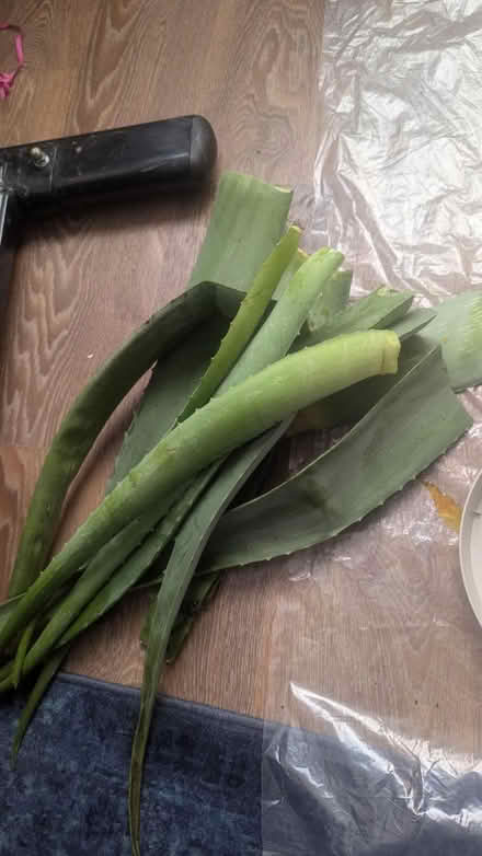 Photo of free Aloe vera leaves (Bradford BD4) #1