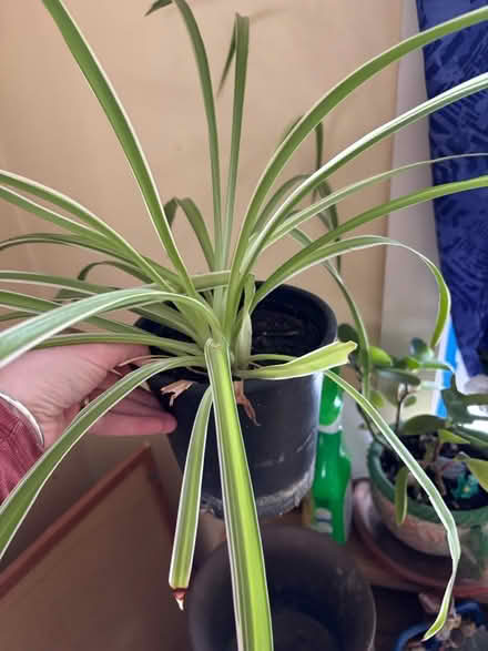 Photo of free Spider plant (Near Chelmsford Center) #1