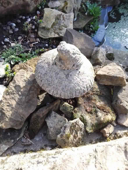 Photo of free Frog on toadstool (Killamarsh S21) #1