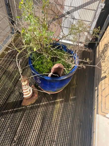 Photo of free Blue Planter/Plant Pots (Cardiff) #2