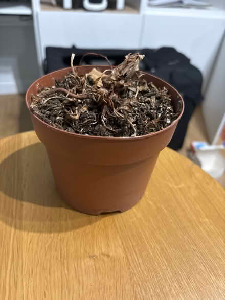 Photo of free Dead plant (North shields NE30) #1