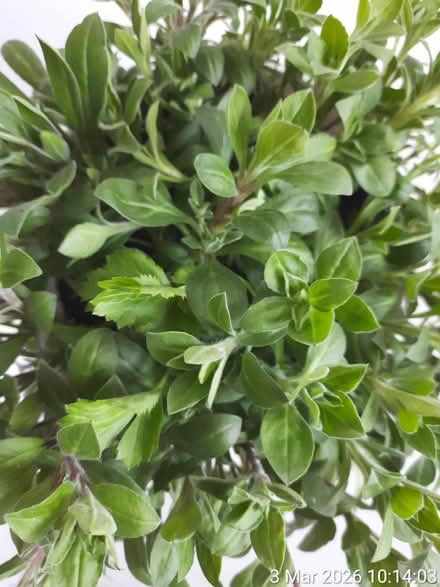 Photo of free Red campion in Ø22cm bucket (Edgwarebury Lane) #3