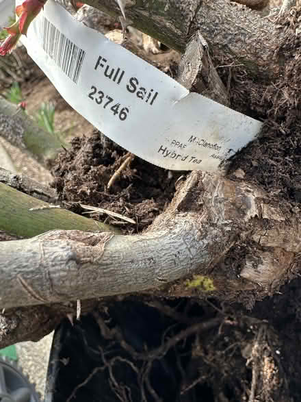 Photo of free Bare root Rose bush (Newbeg) #1