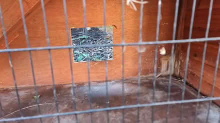 Photo of free rabbits' hutch (Croydon, CR0) #4