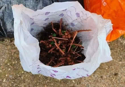 Photo of free Ornamental fern rootballs (Tottenham N17) #1