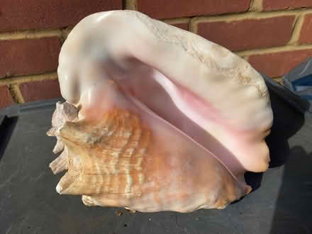 Photo of free Conch shell (Cheshunt EN7) #1