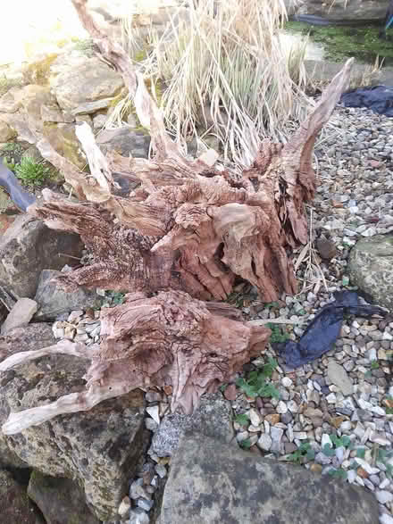 Photo of free Wood root feature (Killamarsh S21) #1
