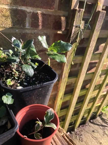 Photo of free Tree seedlings (South Malling BN7) #2