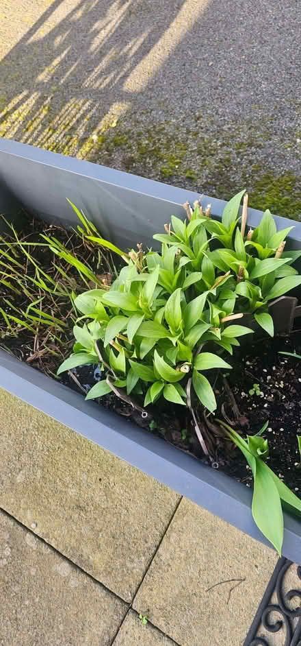 Photo of free Butterfly Bush Shrub (Beswick M11) #1