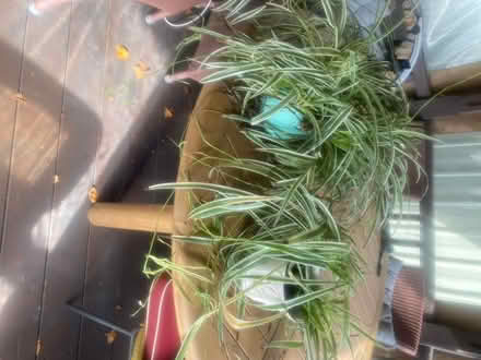 Photo of free Spider plants with pots (Whitemans Green RH17) #1