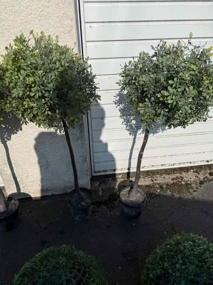 Photo of free Out door plastic trees & baskets (Kingswood BS15) #3