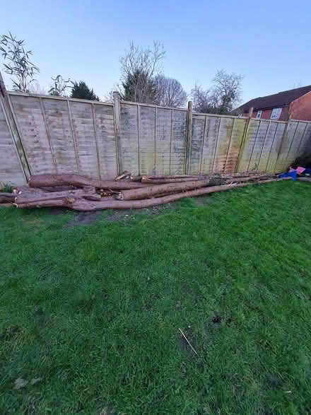 Photo of free Conifer tree trunks (Trowbridge BA14) #2