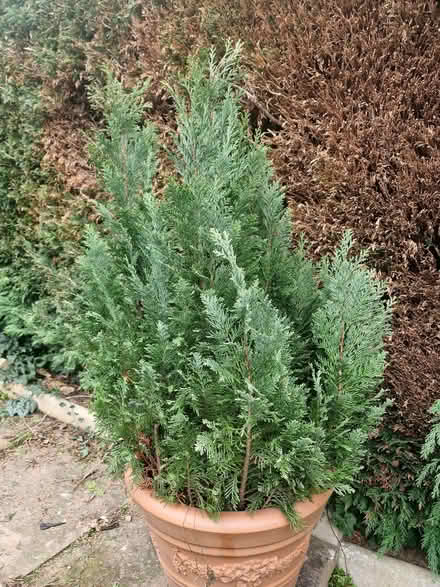 Photo of free Cypress tree (Colwall Stone WR13) #1