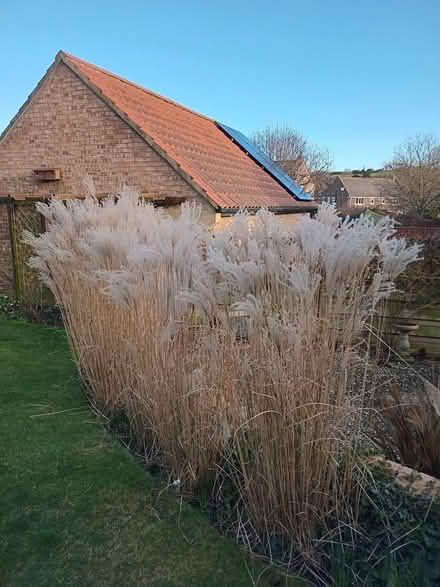 Photo of free Ornamental grass (Sleights, YO21) #2