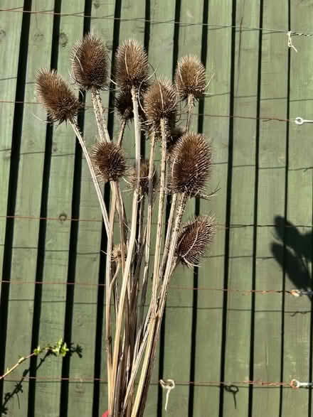 Photo of free Dried flowers (Hollingdean BN1) #1
