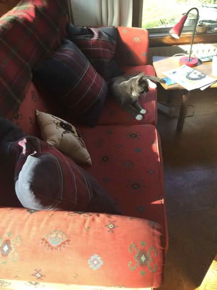 Photo of free Sofa Bed (Forest Row RH18) #3