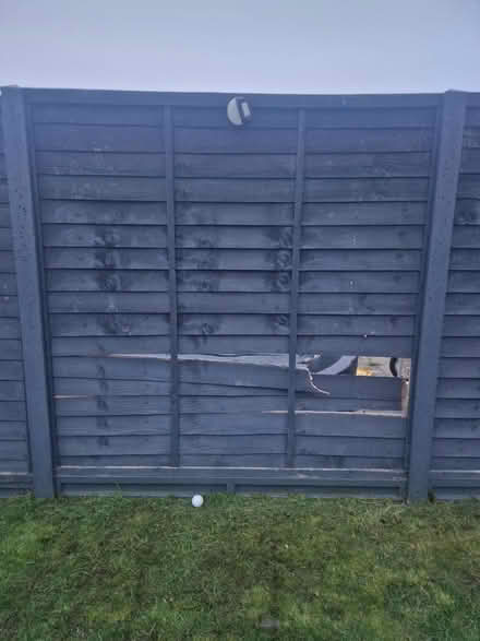Photo of free Fence panel 6ft by 6ft (Stevenage SG2) #1