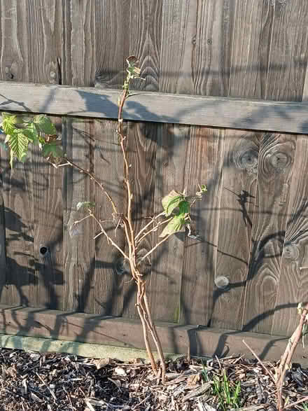 Photo of free Raspberry canes - SL1 (Burnham) #1