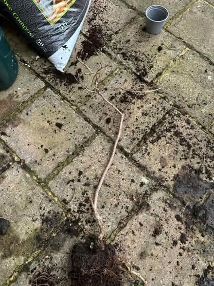 Photo of free Lilac bush/tree (Langley Park DH7) #1