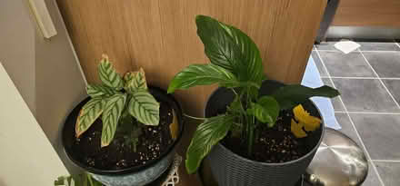 Photo of free House Plants (Beswick M11) #1