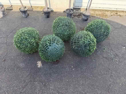 Photo of free Out door plastic trees & baskets (Kingswood BS15) #2