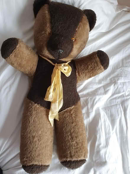 Photo of free look after this bear (Arnold NG5) #1