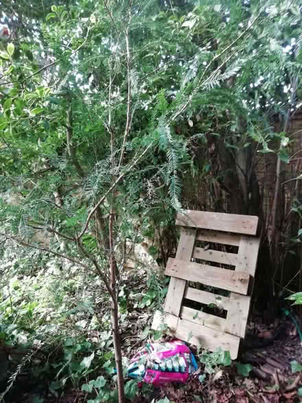 Photo of free Taxis baccata small tree (Wimbledon Village SW19) #1