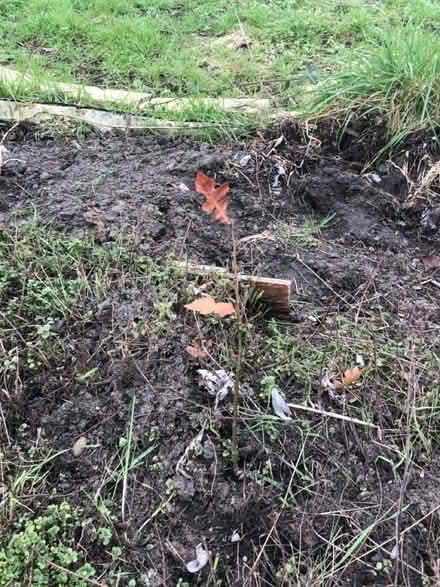 Photo of free Small oak tree (NR2) #1