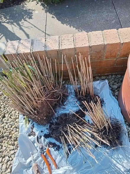 Photo of free Ornamental grass (Sleights, YO21) #1